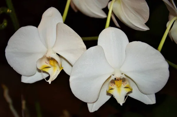 Yabani Orkide Çeşitli Iklim Bölgelerinde Büyümek Tek Istisnalar Soğuk Kuru — Stok fotoğraf