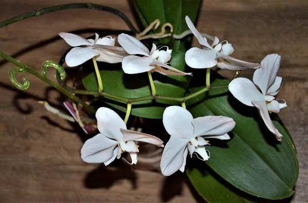 Yabani orkide çeşitli iklim bölgelerinde büyümek. Tek istisnalar soğuk, Kuru bölgeleridir. Ancak, genellikle bir çiçek doğal tabiatında tropikal, muson ormanları, çünkü bu koşullar çoğu su çok sıcak ve nemli, nerede bulunabilir