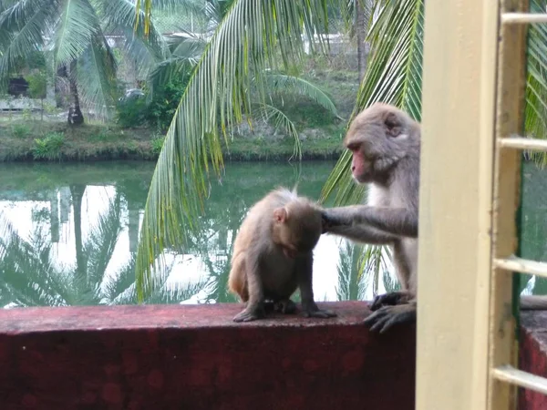 Mother\'s love of Monkey outside Window