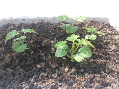 Yeşil organik ağaç ekimi