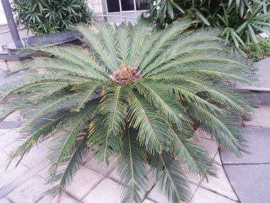 Areca palmiye ağacı ofisi