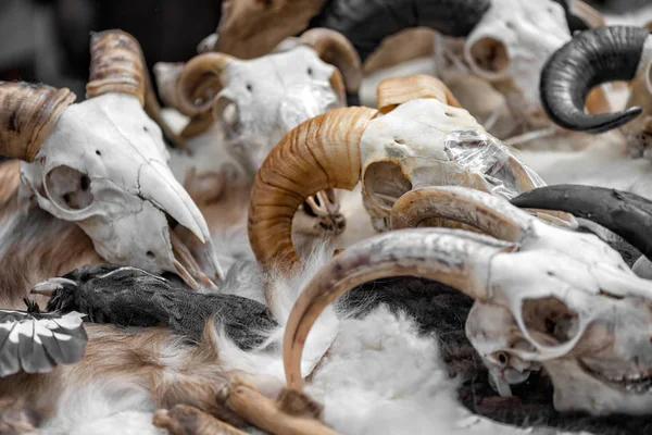 animal's horned skulls