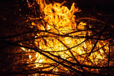 Yangında dallar