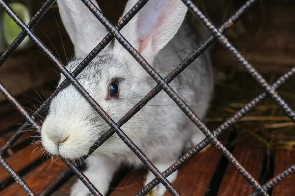 White rabbit close-up in a cage — Stock Photo, Image