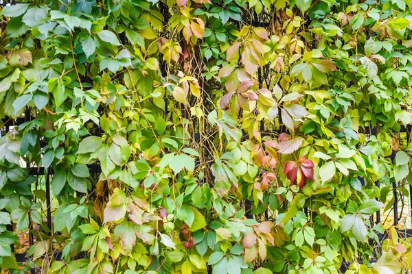 Uvas hojas de fondo — Foto de Stock