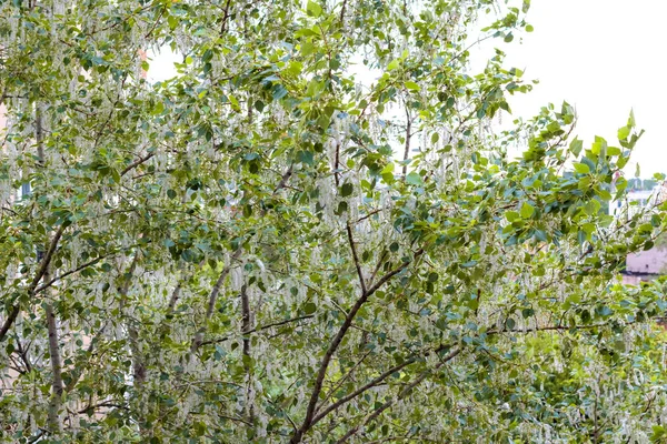 Pelusa de álamo entre hojas verdes — Foto de Stock