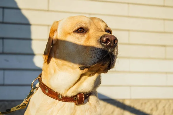 Retrato de labrador retriever — Fotografia de Stock