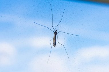 Sivrisinek gökyüzüne karşı