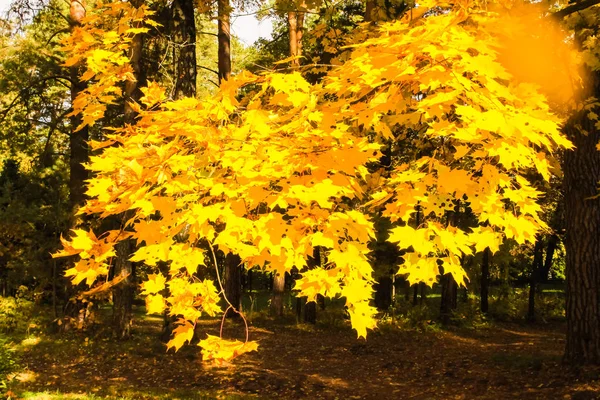 Żółte liście na drzewie jesienią — Zdjęcie stockowe