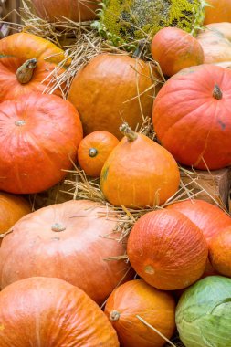 Turuncu sonbahar kabak