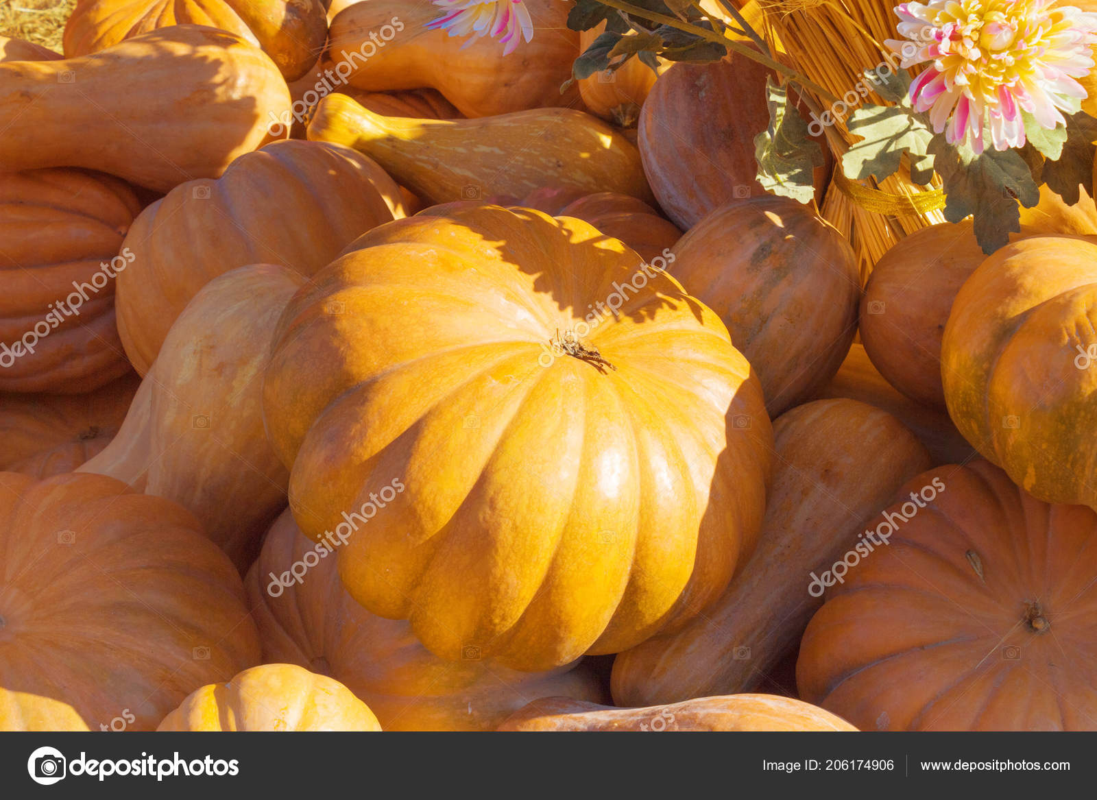 big and small pumpkins stock photo smartape 206174906