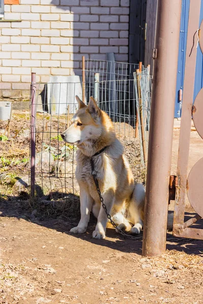 Husky zincirinde — Stok fotoğraf