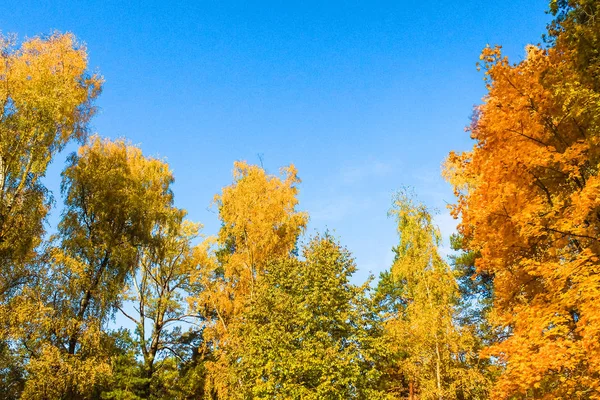 Herbstwald vor blauem Himmel — Stockfoto