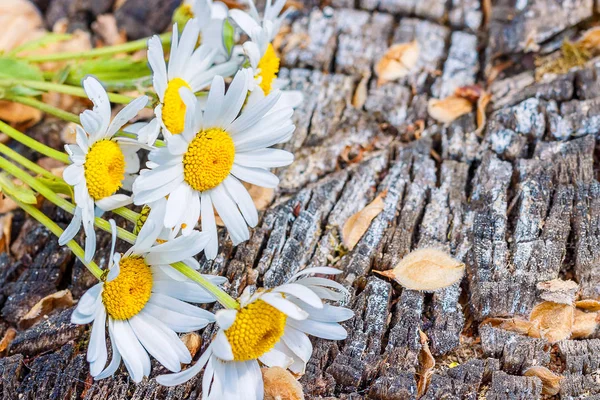 Kamillenblüten auf einem hölzernen Hintergrund — Stockfoto