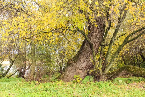 Árbol grande en otoño — Foto de Stock