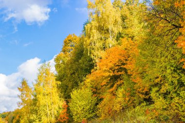 Güzel sonbahar ormanı