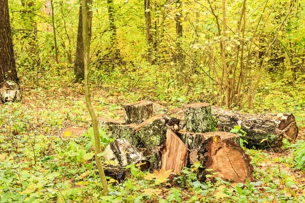 Eski huş katlanmış