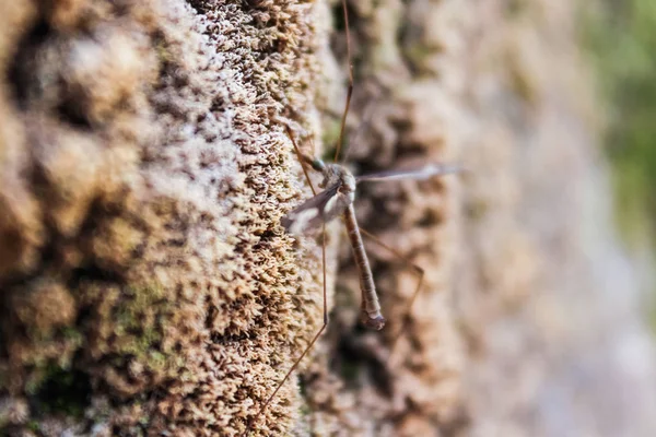 Mosquito con grandes alas en piedra — Foto de Stock