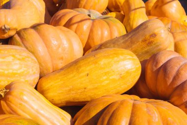 Sonbahar portakal kabakları