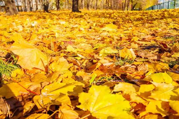 Żółte liście w parku — Zdjęcie stockowe