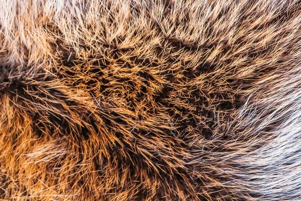 Vahşi bir hayvan kürk