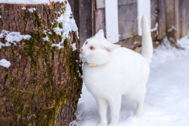 Bir oturum açma kar beyaz kedi burnunu çekmek