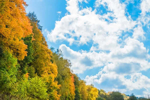 Forêt d'automne contre le ciel bleu — Photo