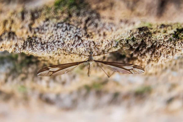 Mosquito Żuraw Fly — Zdjęcie stockowe