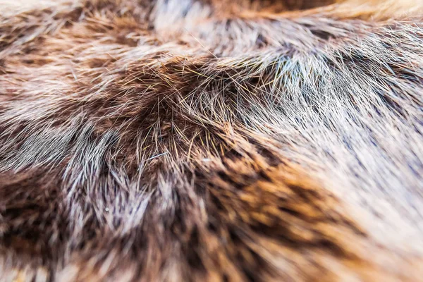 Fur of fluffy animal — Stock Photo, Image