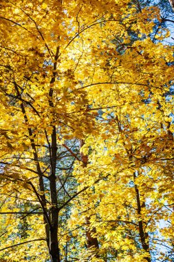 Sonbahar sarı akçaağaç