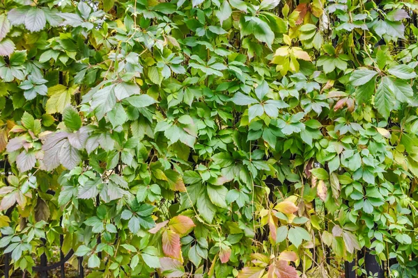 Uvas hojas de fondo — Foto de Stock