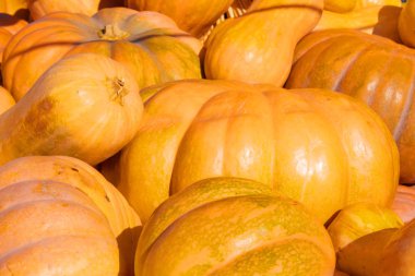 Açık hava çiftçi pazarında bir sürü balkabağı var.