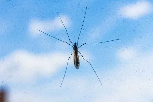 Sivrisinek penceresi ekranda