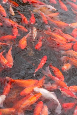 Kırmızı sazan balık.