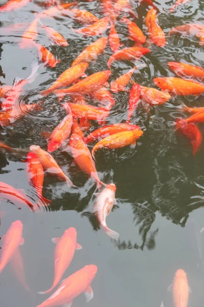 Ikan Mas Koi Danau Atau Kolam Pemandangan Bagus Vertikal — Stok Foto