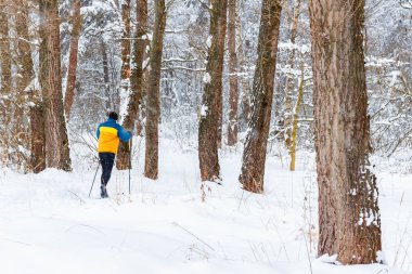 Kış ormanlarında yürü