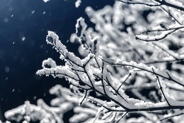 Зимой ветка покрыта снегом — стоковое фото
