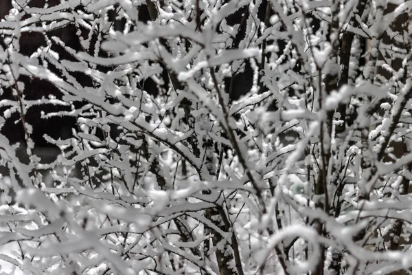 Rama cubierta de nieve por la noche en invierno — Foto de Stock