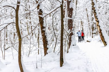 Kış ormanlarında yürü