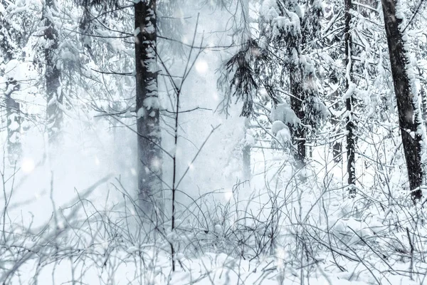 大きな降雪中森 — ストック写真