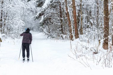 Güzel kış karla kaplı çam ormanı içinde adam kayaklar