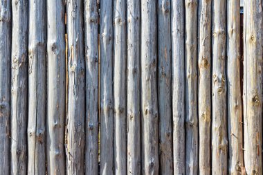 Çitin üzerinden ağaçların gövdeleri