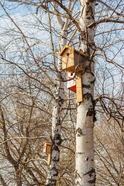 Caixa de nidificação em uma árvore — Fotografia de Stock