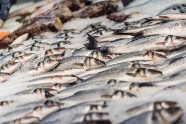 buz üzerinde çiğ balık