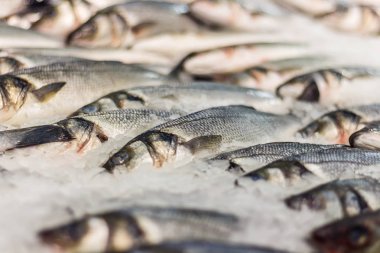 taze deniz balığı buz içinde