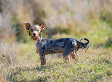 Bir köpek dışarıda eğleniyor çiftlikte çalışan