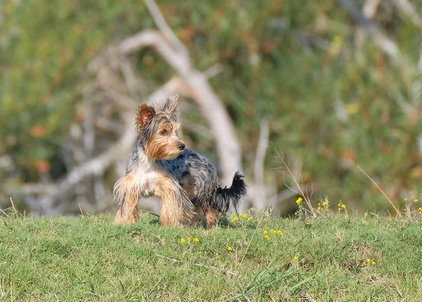 Perro Granja Divirtiéndose Corriendo —  Fotos de Stock