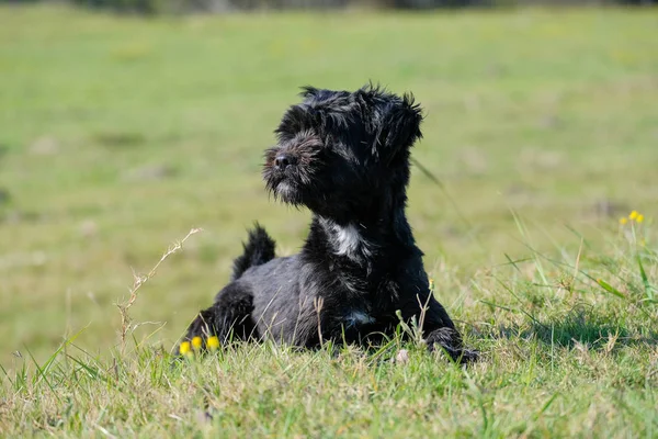 Hund Ute Gården Kul Kör — Stockfoto