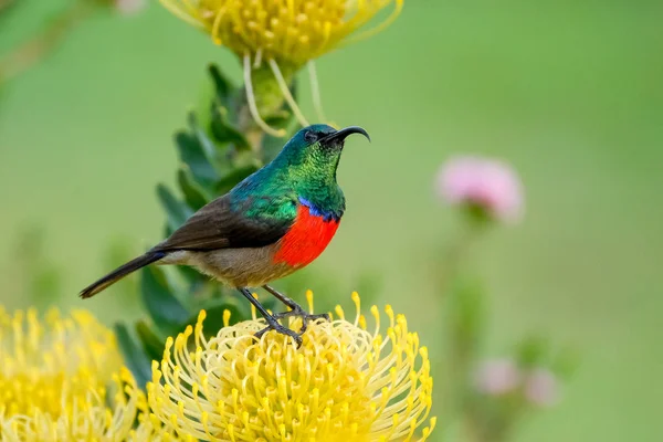 Pássaro Colorido Capturado Natureza — Fotografia de Stock