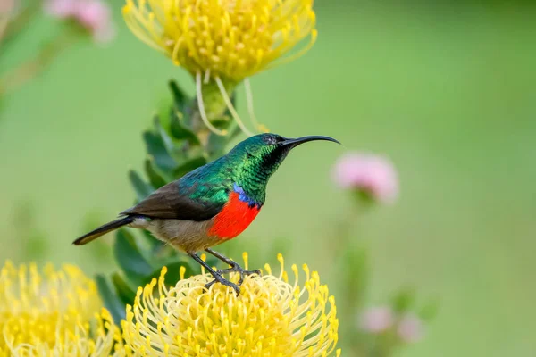 Pássaro Colorido Capturado Natureza — Fotografia de Stock